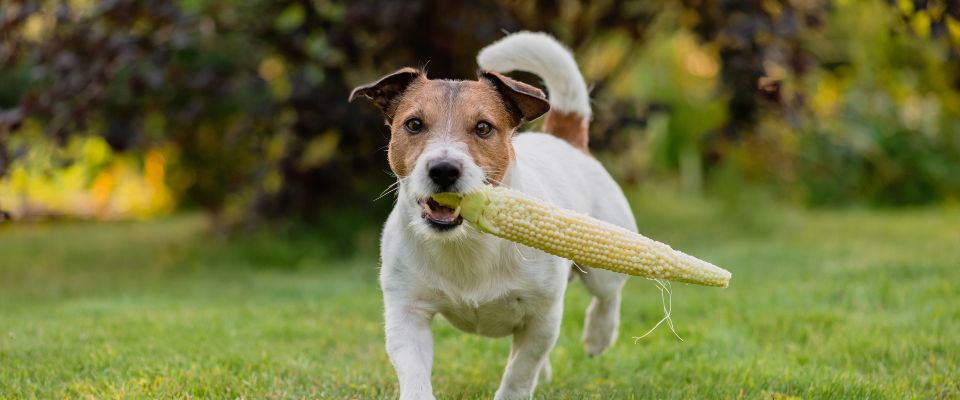 Can dogs digest store corn